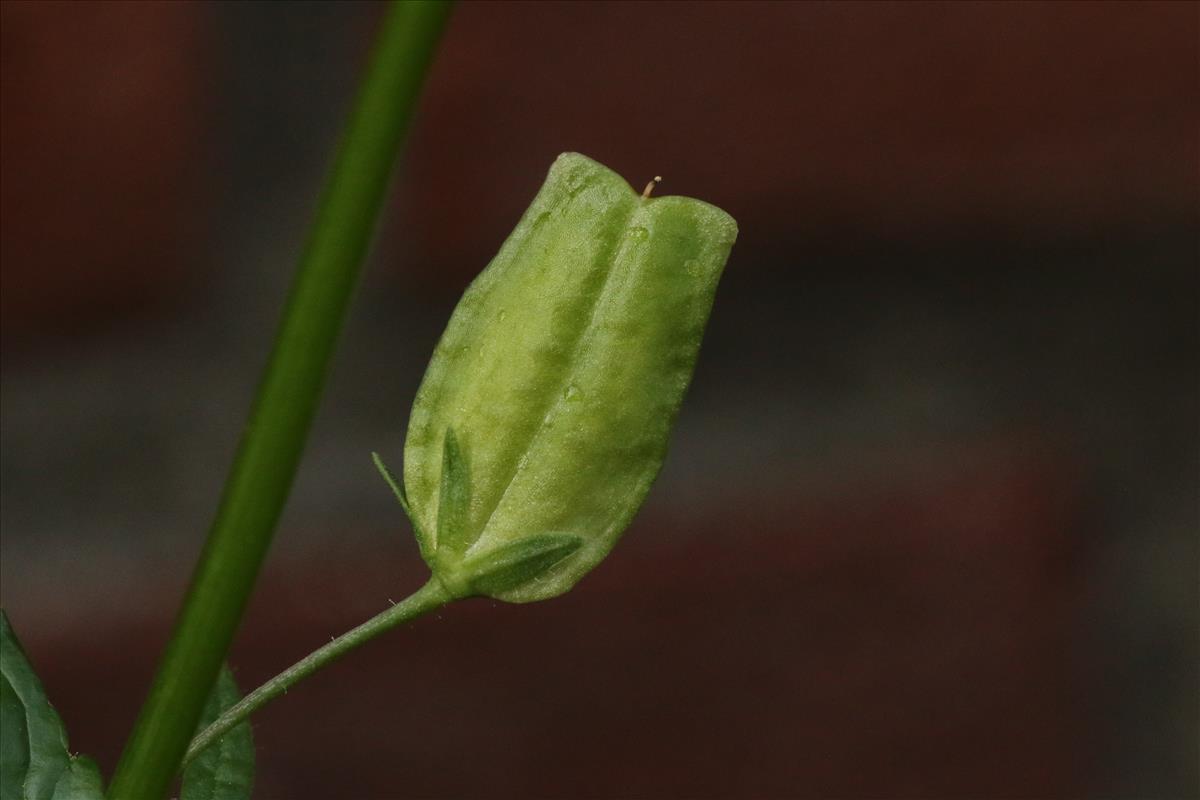 Nemesia melissifolia (door Willem Braam)