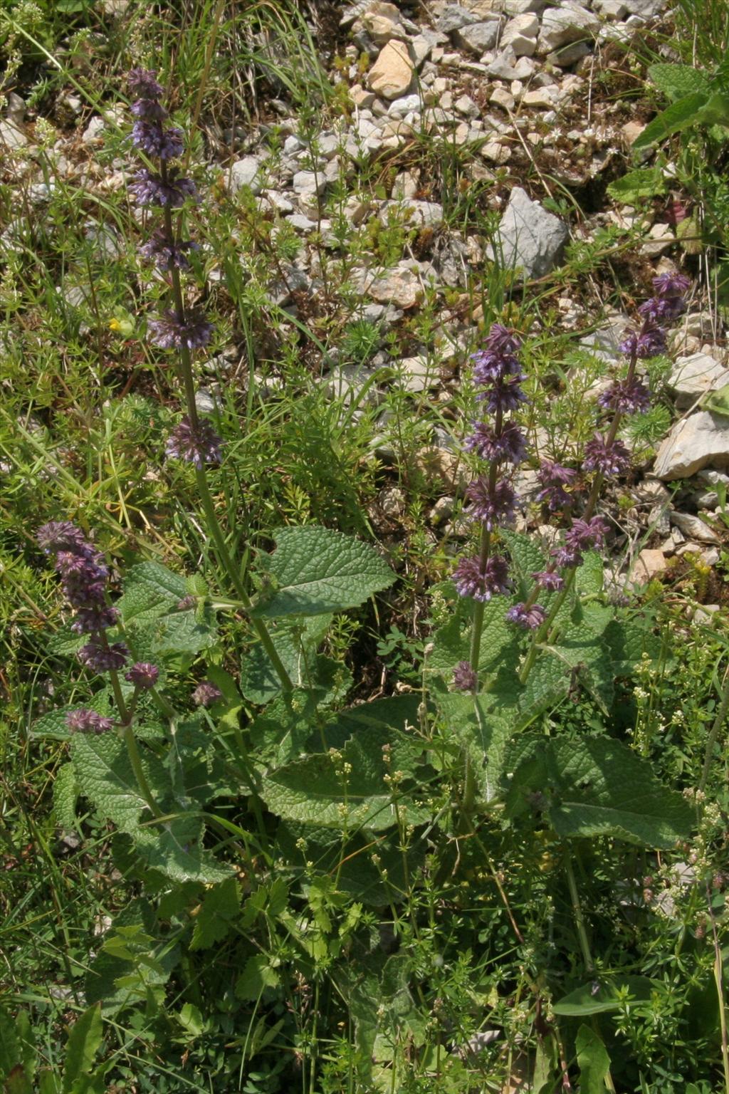 Salvia verticillata (door Willem Braam)