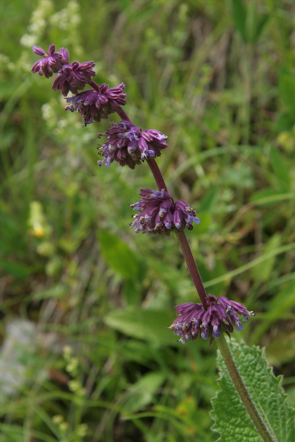 Salvia verticillata (door Willem Braam)