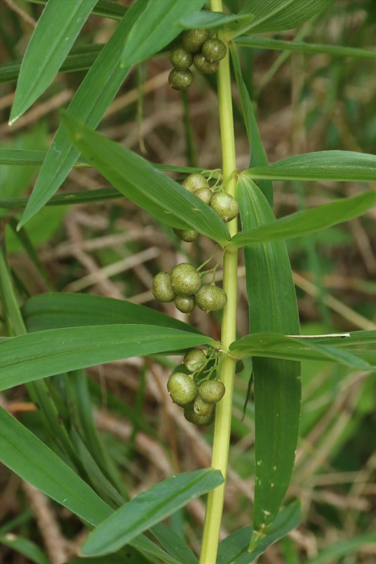 Polygonatum verticillatum (door Willem Braam)