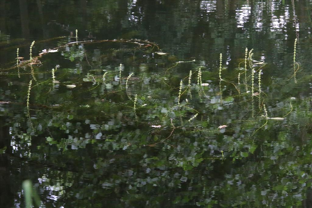 Myriophyllum verticillatum (door Willem Braam)