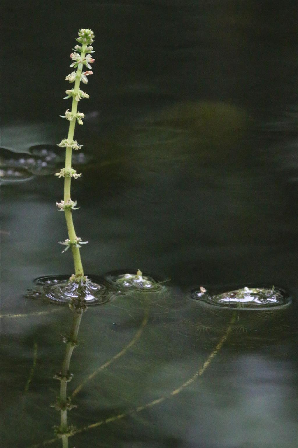 Myriophyllum verticillatum (door Willem Braam)