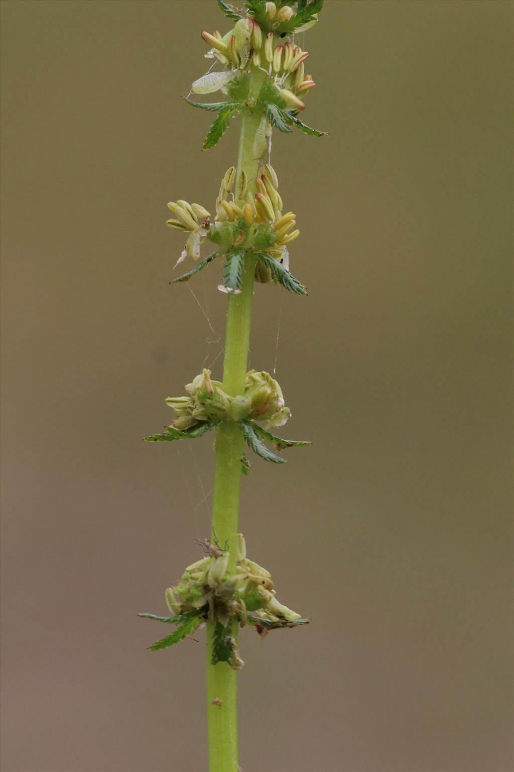 Myriophyllum verticillatum (door Willem Braam)