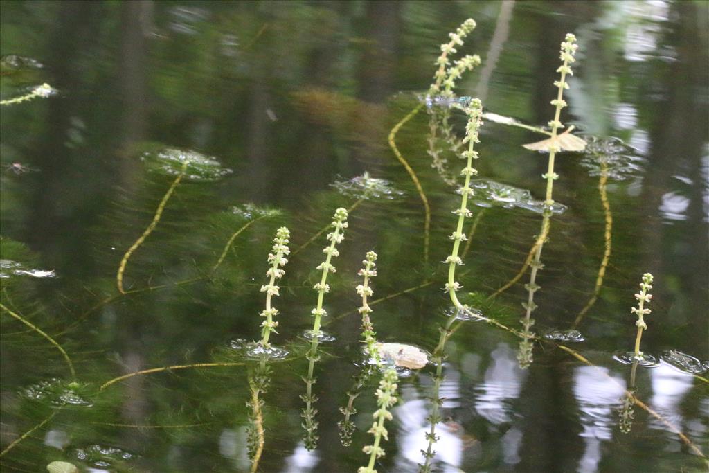 Myriophyllum verticillatum (door Willem Braam)