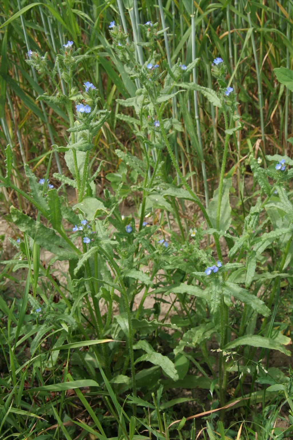 Anchusa arvensis (door Willem Braam)