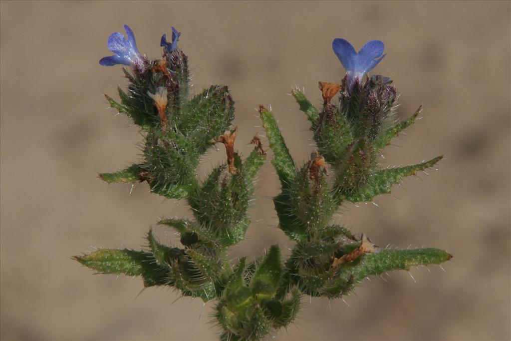 Anchusa arvensis (door Willem Braam)