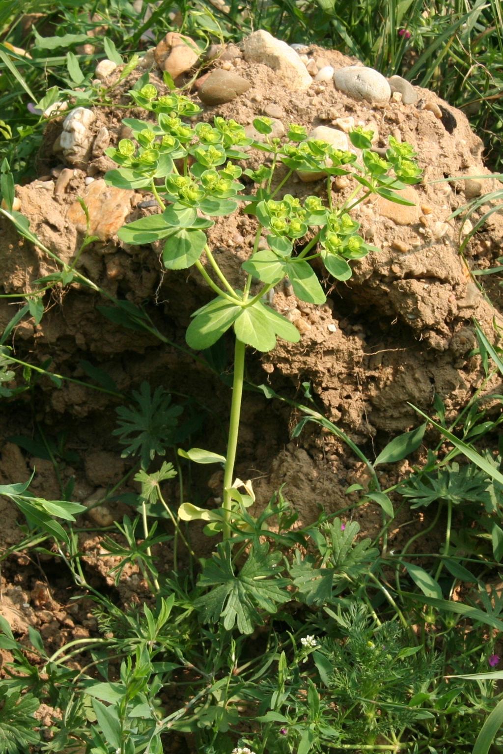 Euphorbia helioscopia (door Willem Braam)