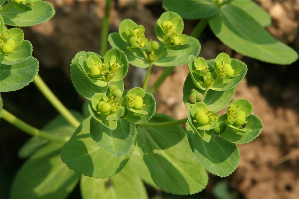 Euphorbia helioscopia (door Willem Braam)