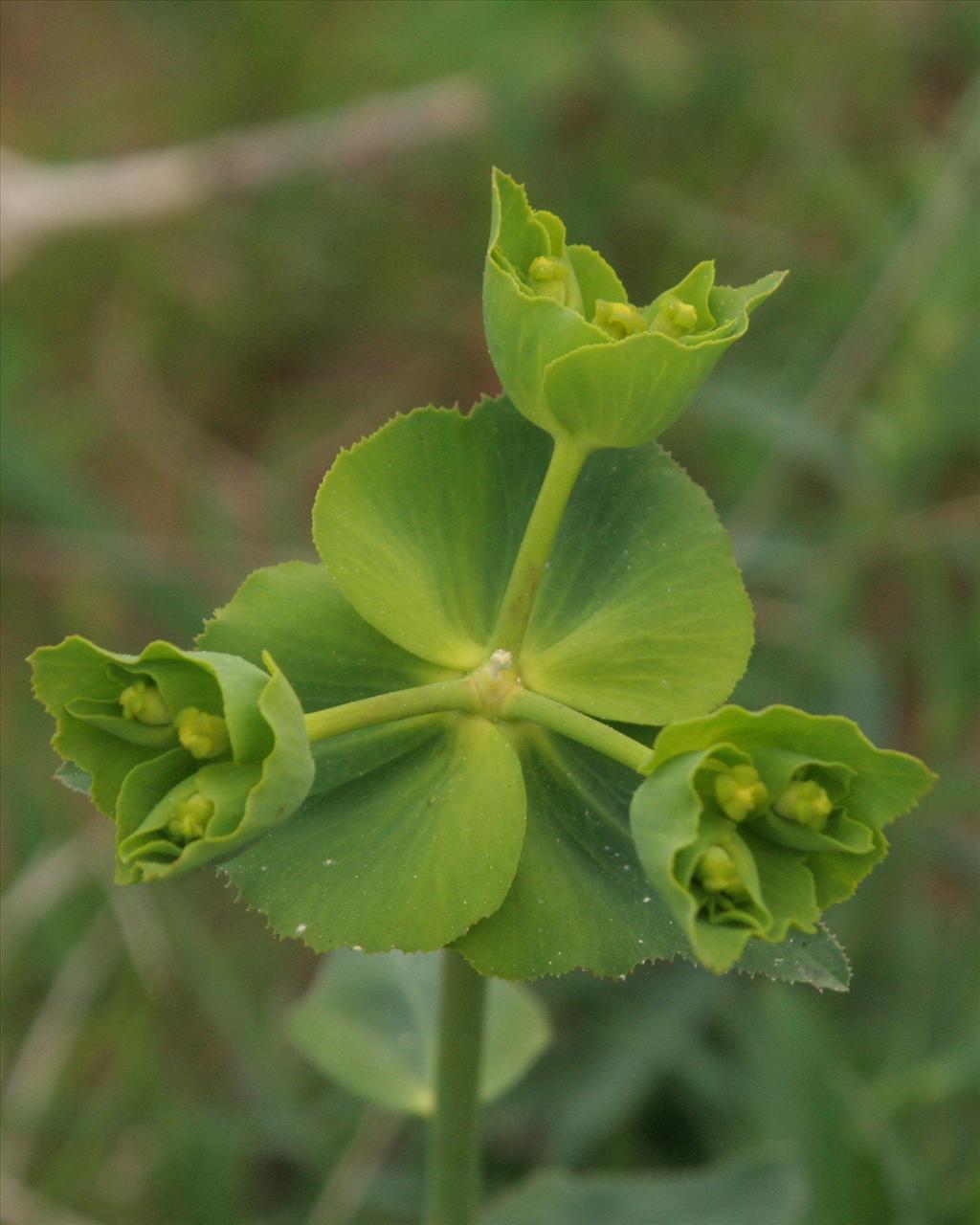 Euphorbia helioscopia (door Willem Braam)