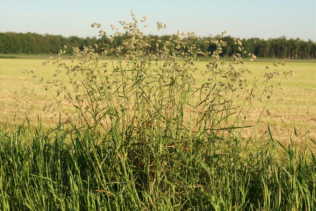 Dactylis glomerata subsp. glomerata (door Willem Braam)