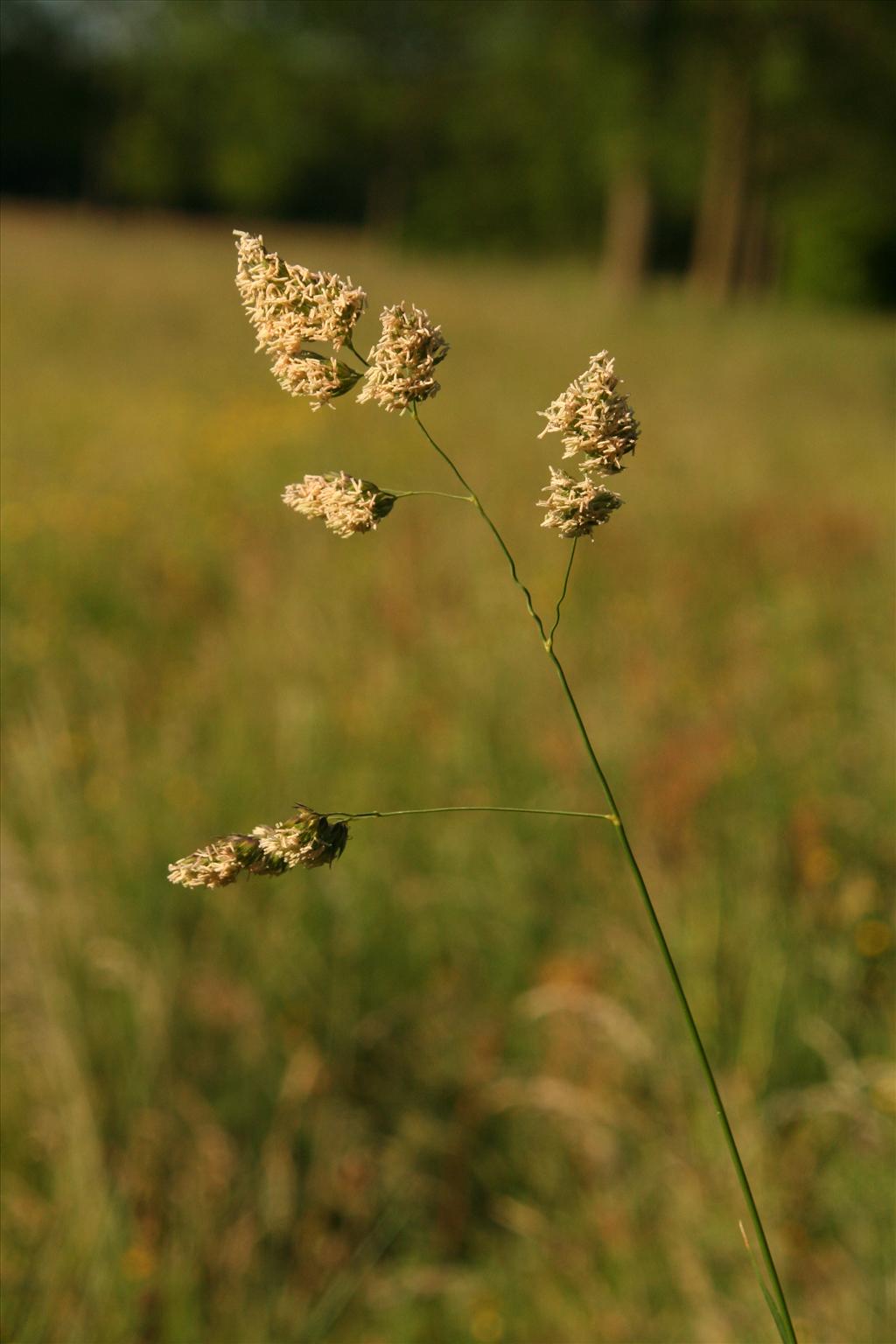 Dactylis glomerata subsp. glomerata (door Willem Braam)