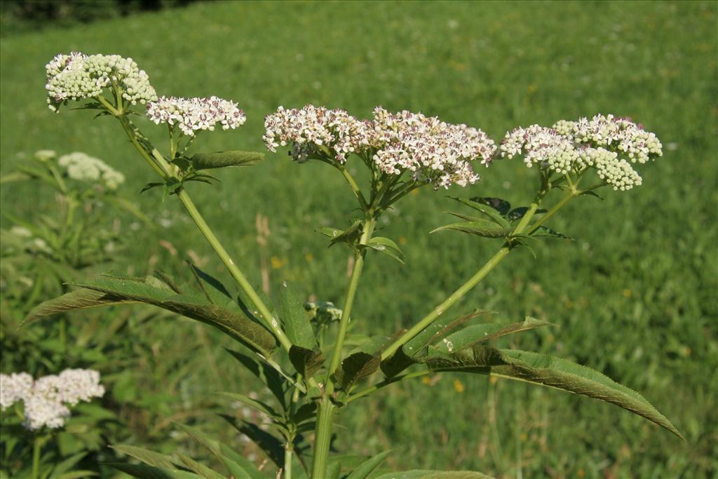 Sambucus ebulus (door Willem Braam)