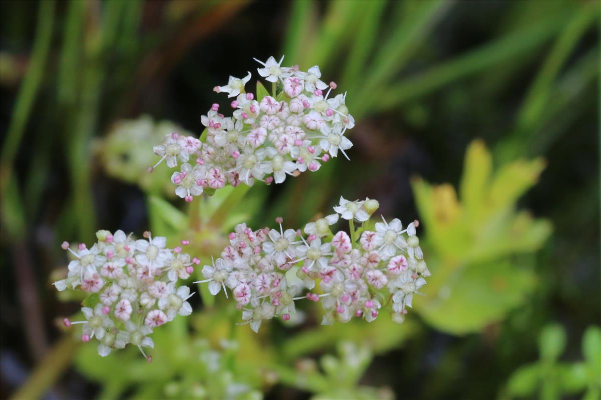 Helosciadium repens (door Willem Braam)