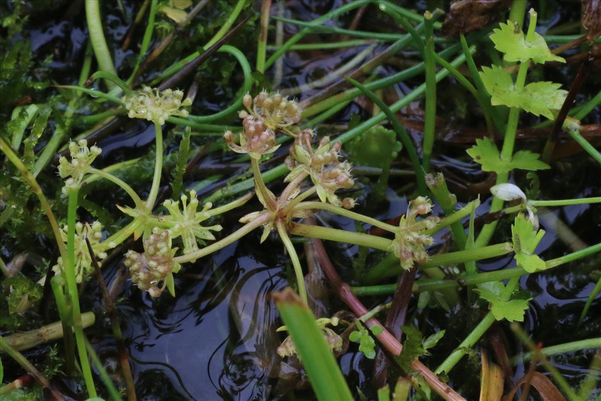 Helosciadium repens (door Willem Braam)