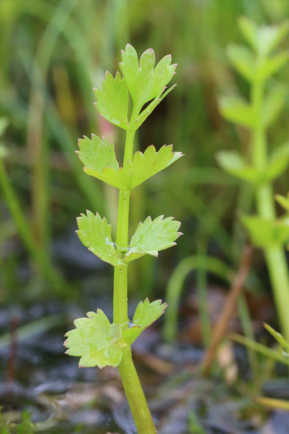 Helosciadium repens (door Willem Braam)