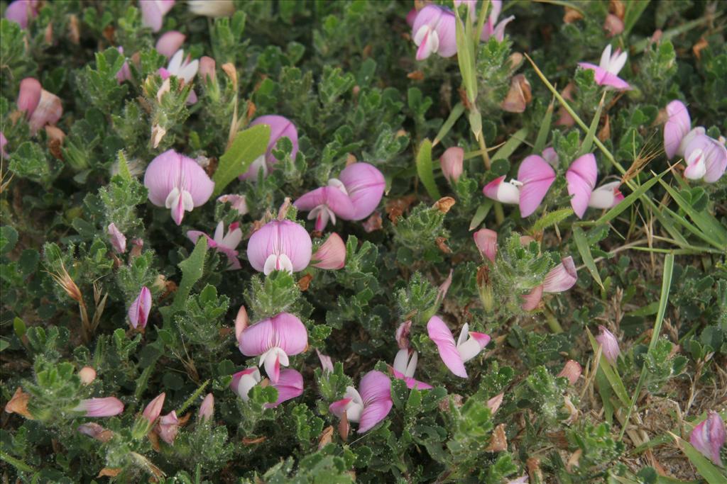 Ononis spinosa subsp. procurrens (door Willem Braam)