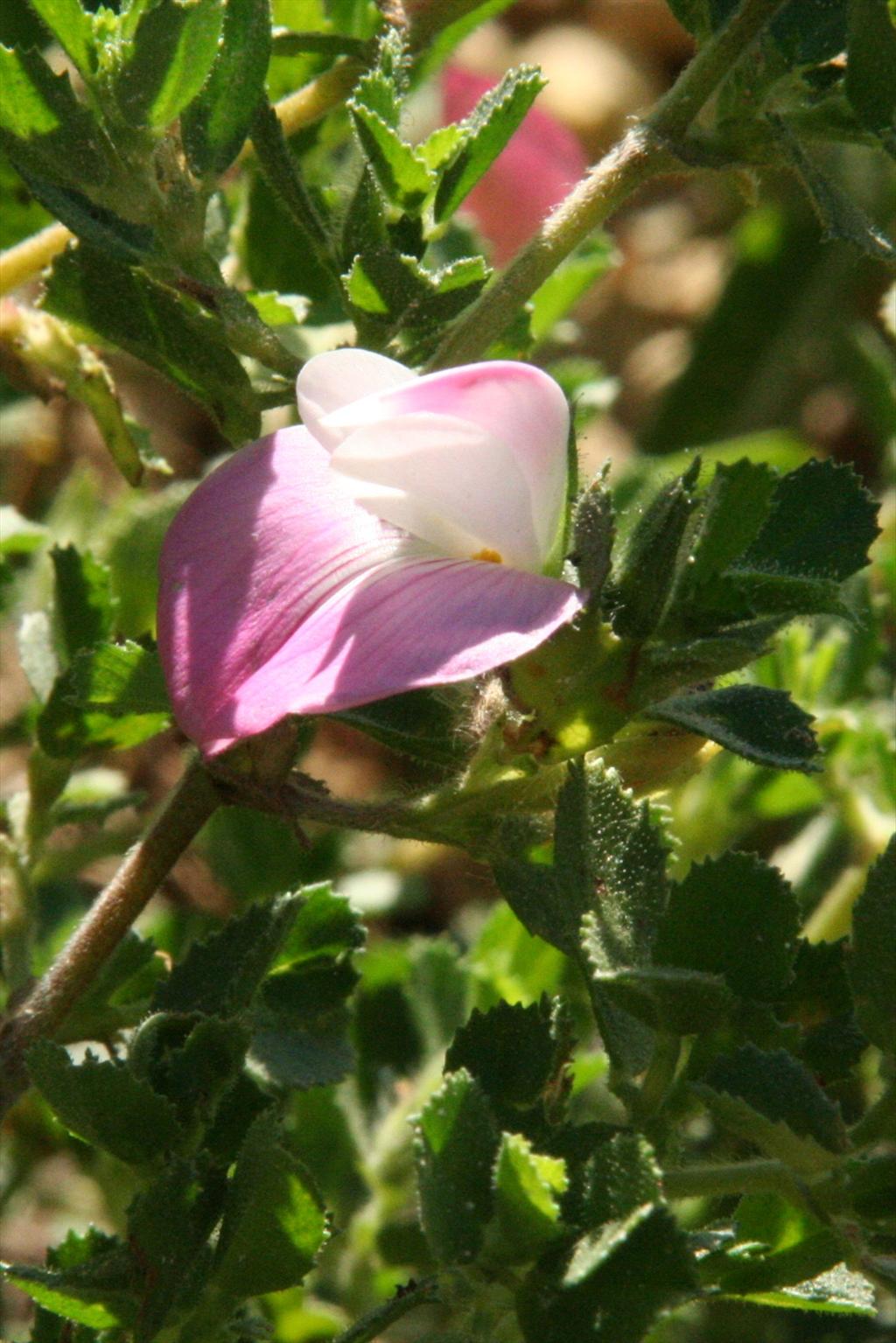 Ononis spinosa subsp. procurrens (door Willem Braam)