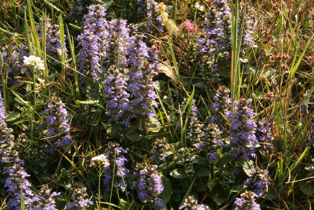 Ajuga reptans (door Willem Braam)