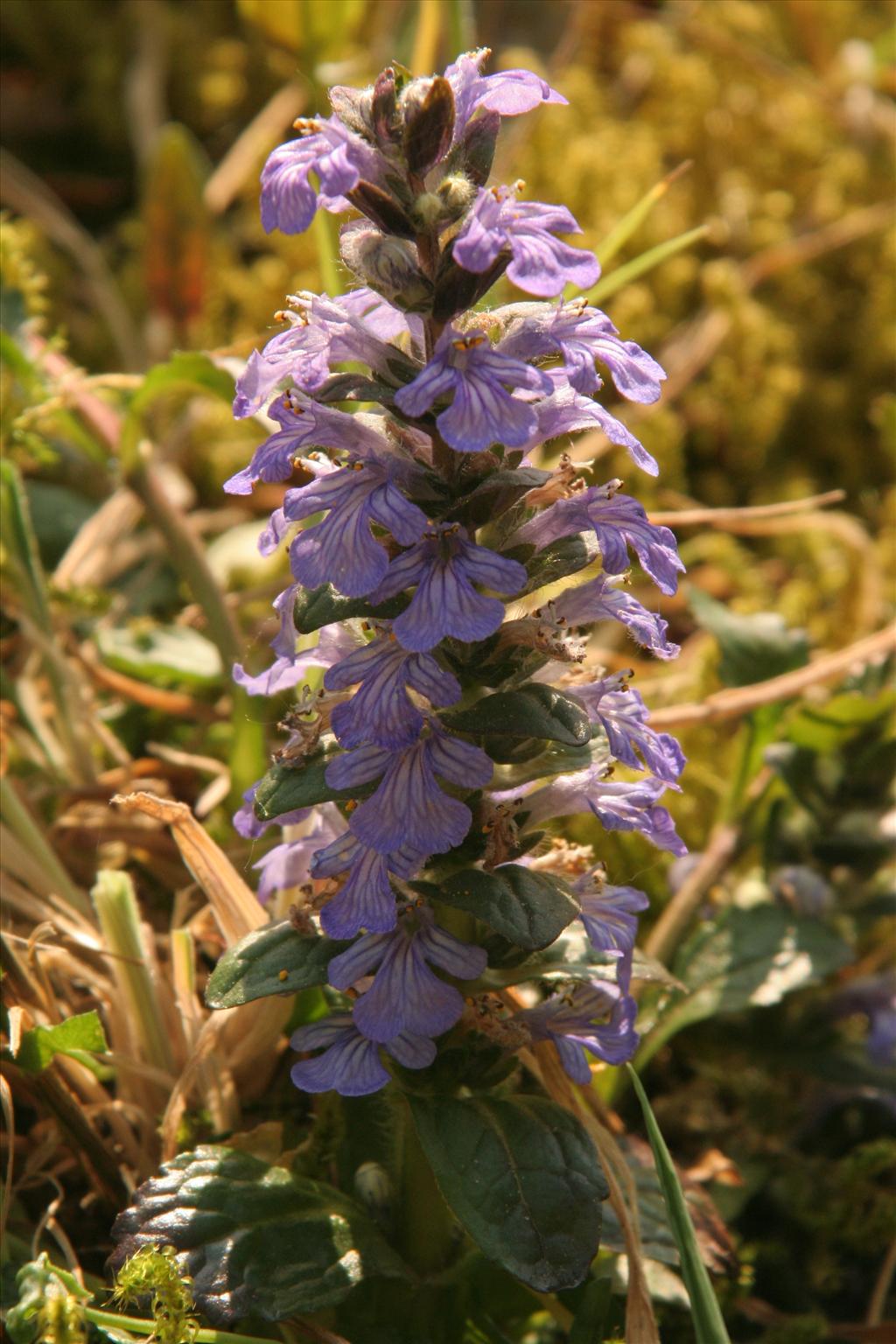 Ajuga reptans (door Willem Braam)