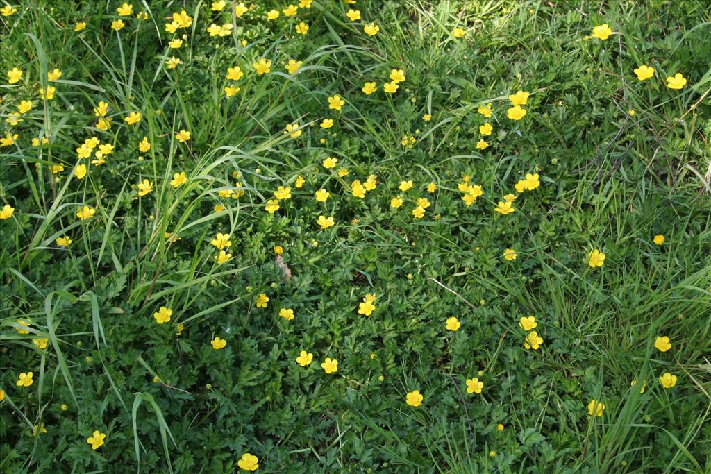 Ranunculus repens (door Willem Braam)