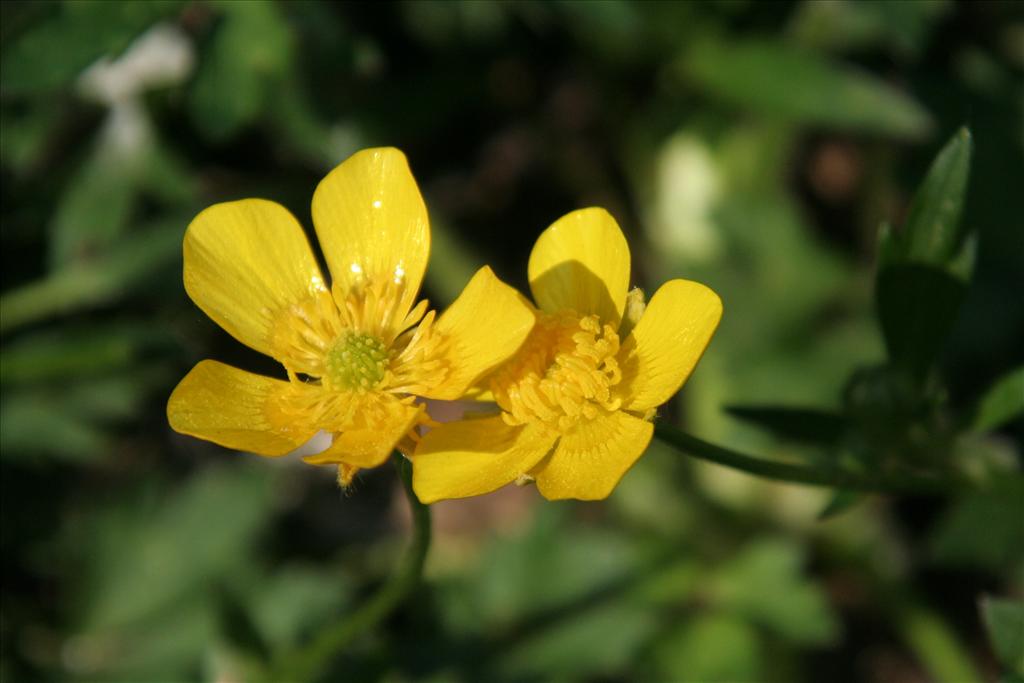 Ranunculus repens (door Willem Braam)