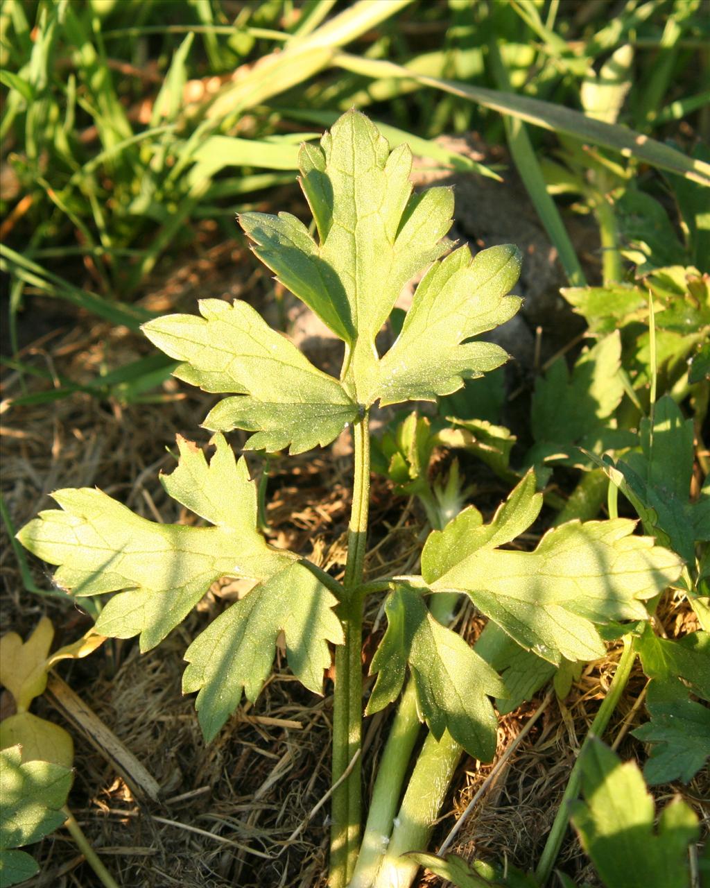 Ranunculus repens (door Willem Braam)