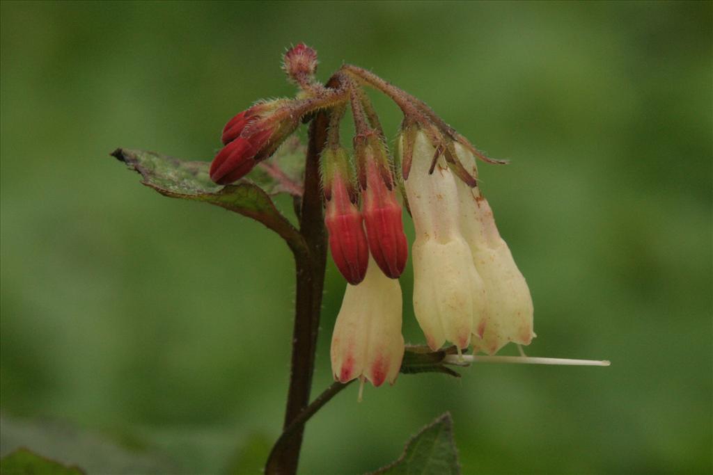 Symphytum ibiricum (door Willem Braam)