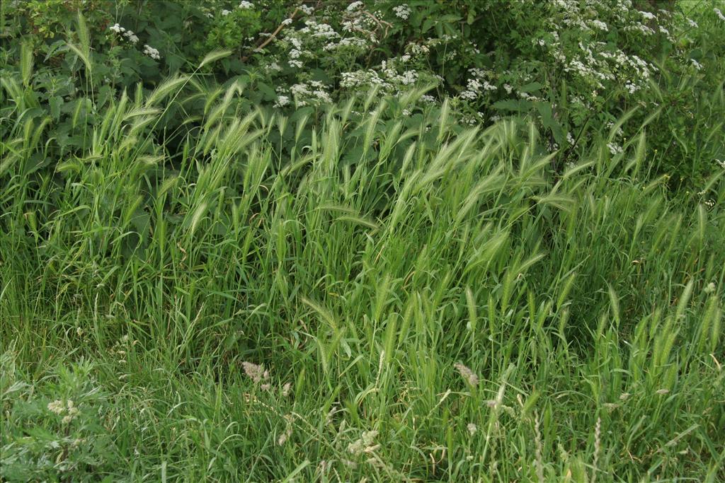 Hordeum murinum (door Willem Braam)