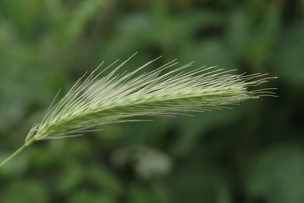 Hordeum murinum (door Willem Braam)