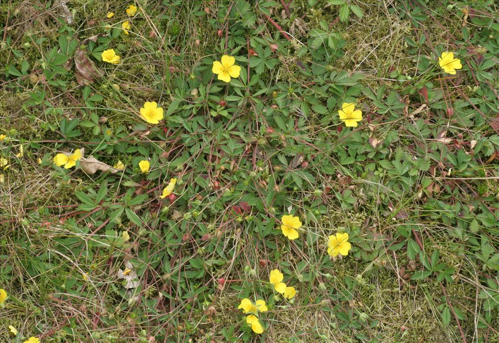 Potentilla anglica (door Willem Braam)