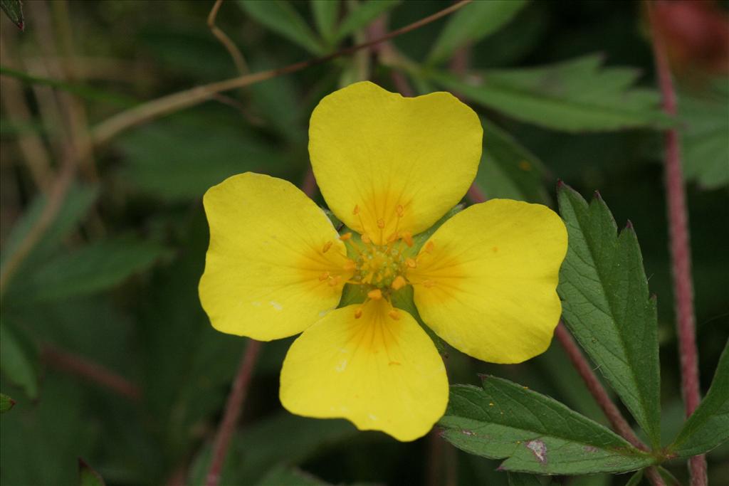 Potentilla anglica (door Willem Braam)