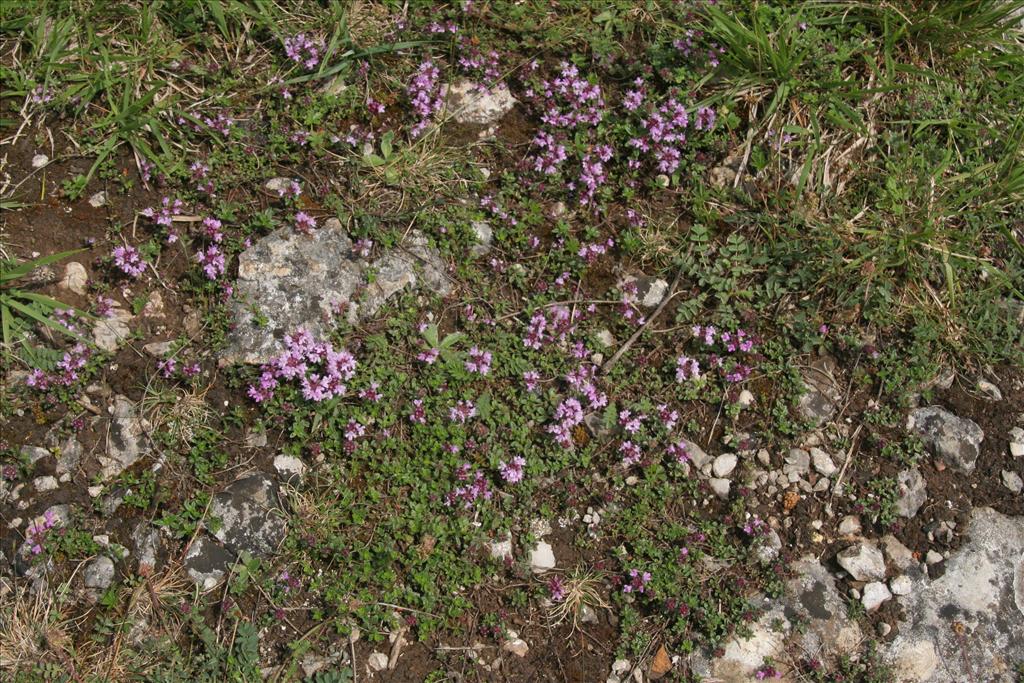 Thymus praecox (door Willem Braam)