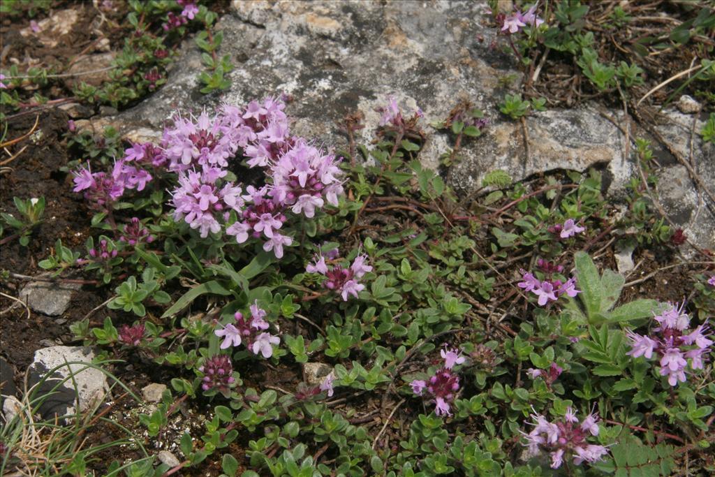 Thymus praecox (door Willem Braam)