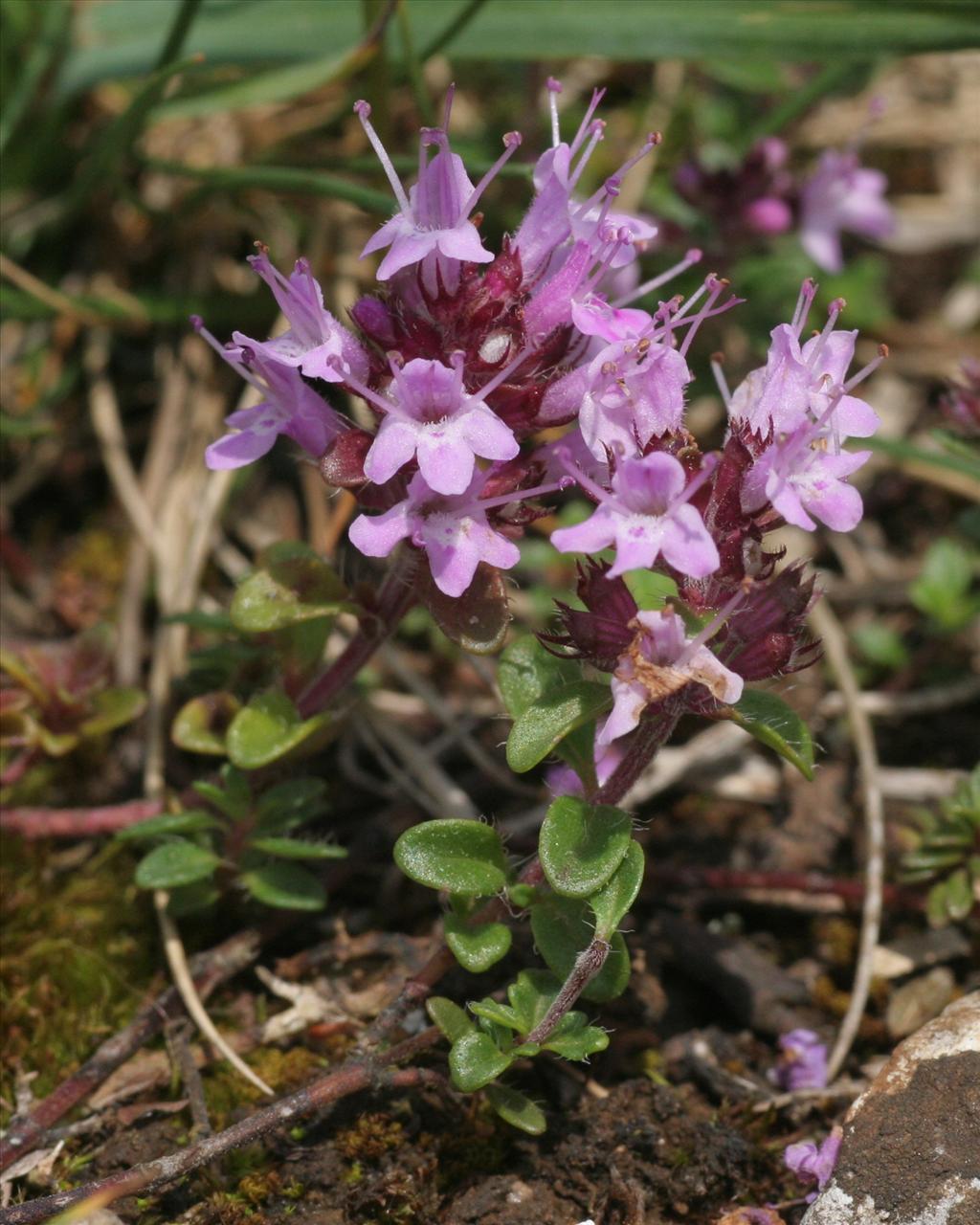 Thymus praecox (door Willem Braam)