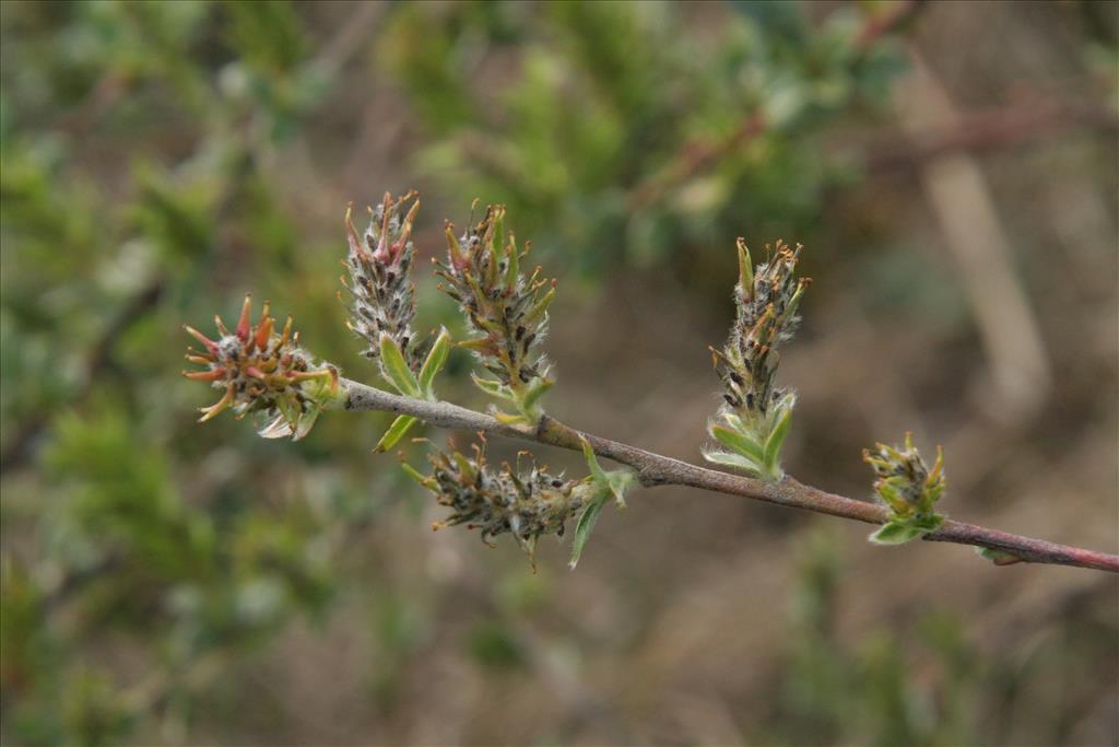 Salix repens (door Willem Braam)