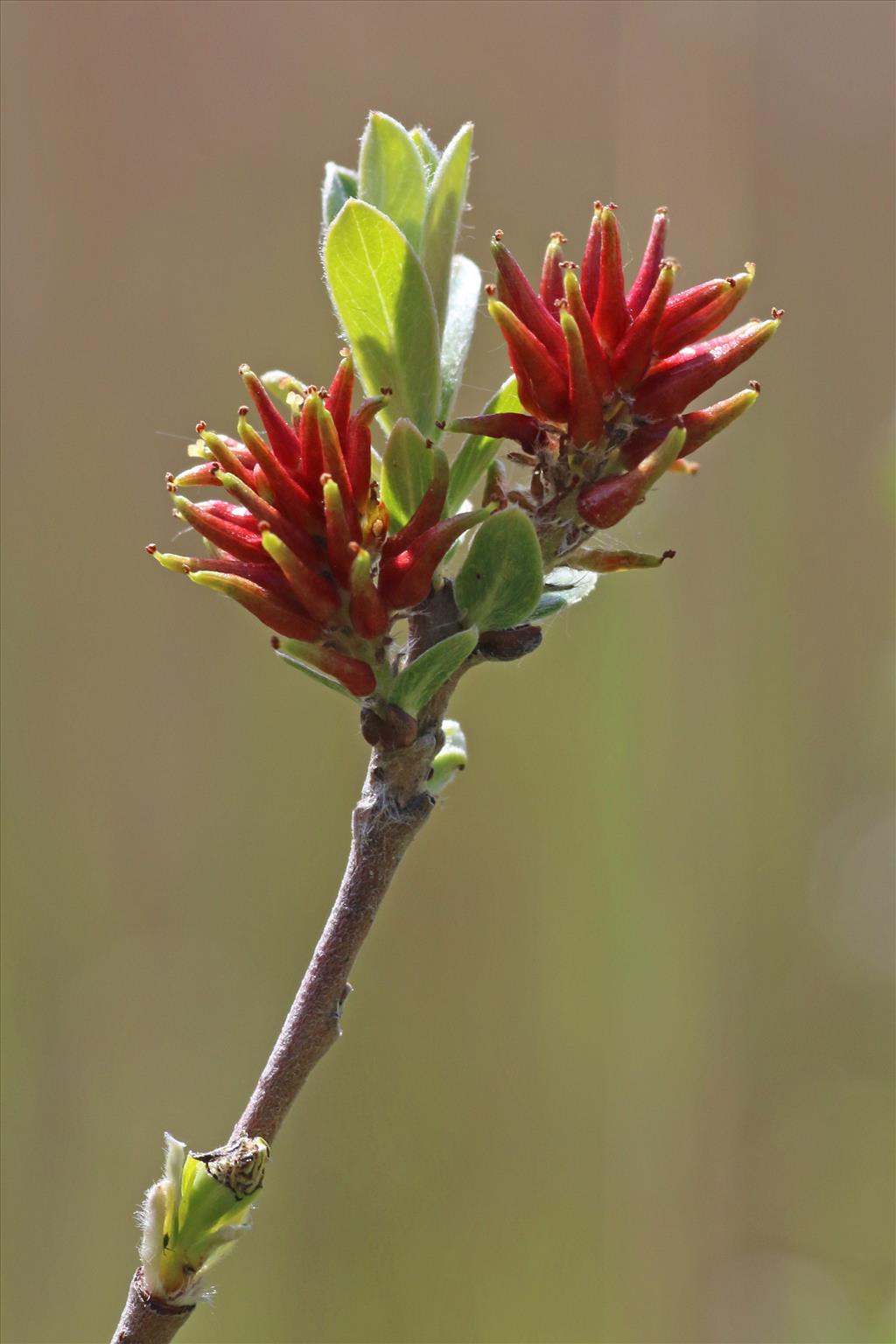 Salix repens (door Willem Braam)