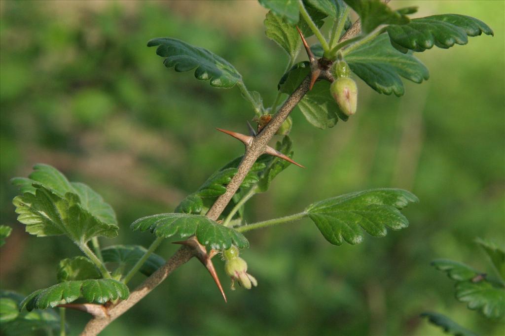 Ribes uva-crispa (door Willem Braam)