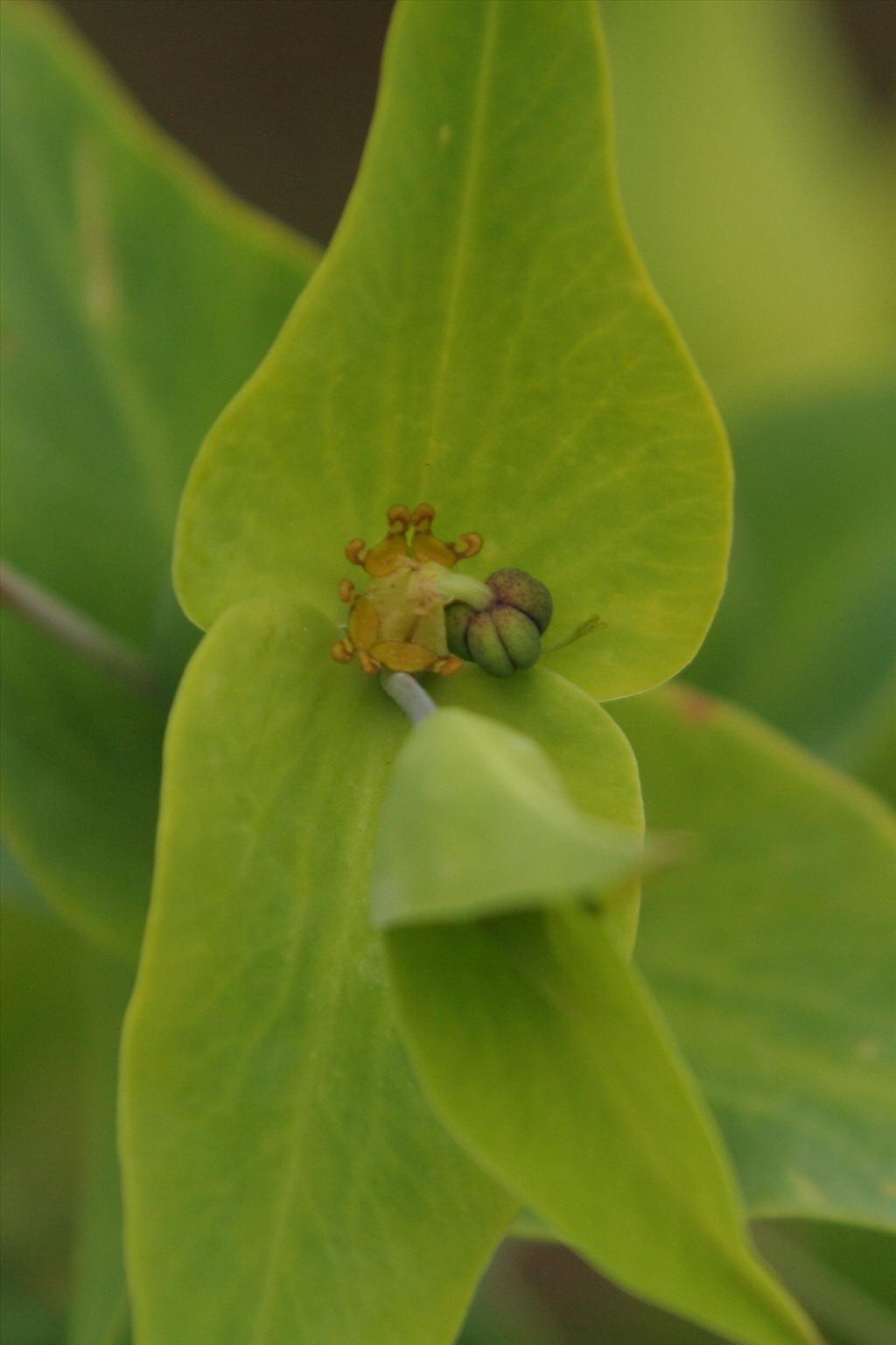 Euphorbia lathyris (door Willem Braam)