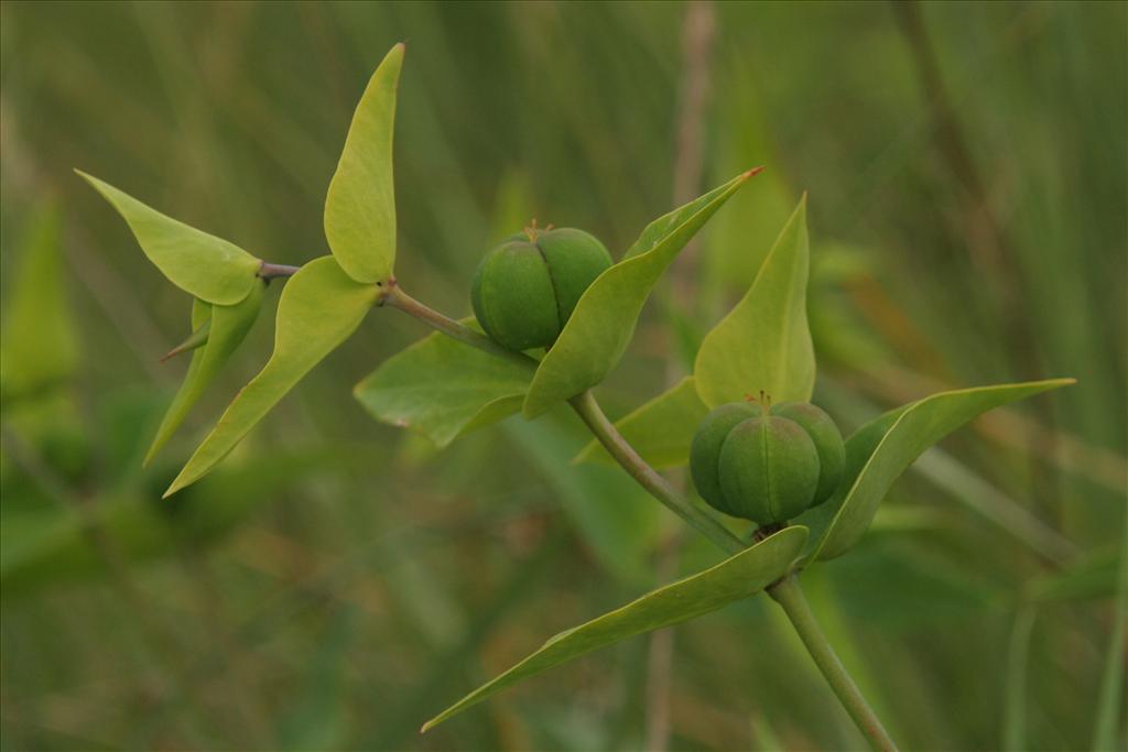 Euphorbia lathyris (door Willem Braam)