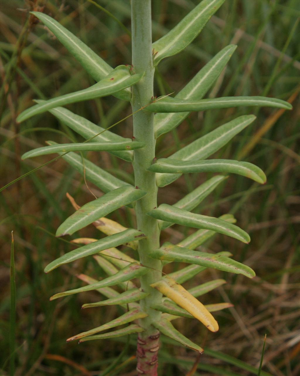 Euphorbia lathyris (door Willem Braam)