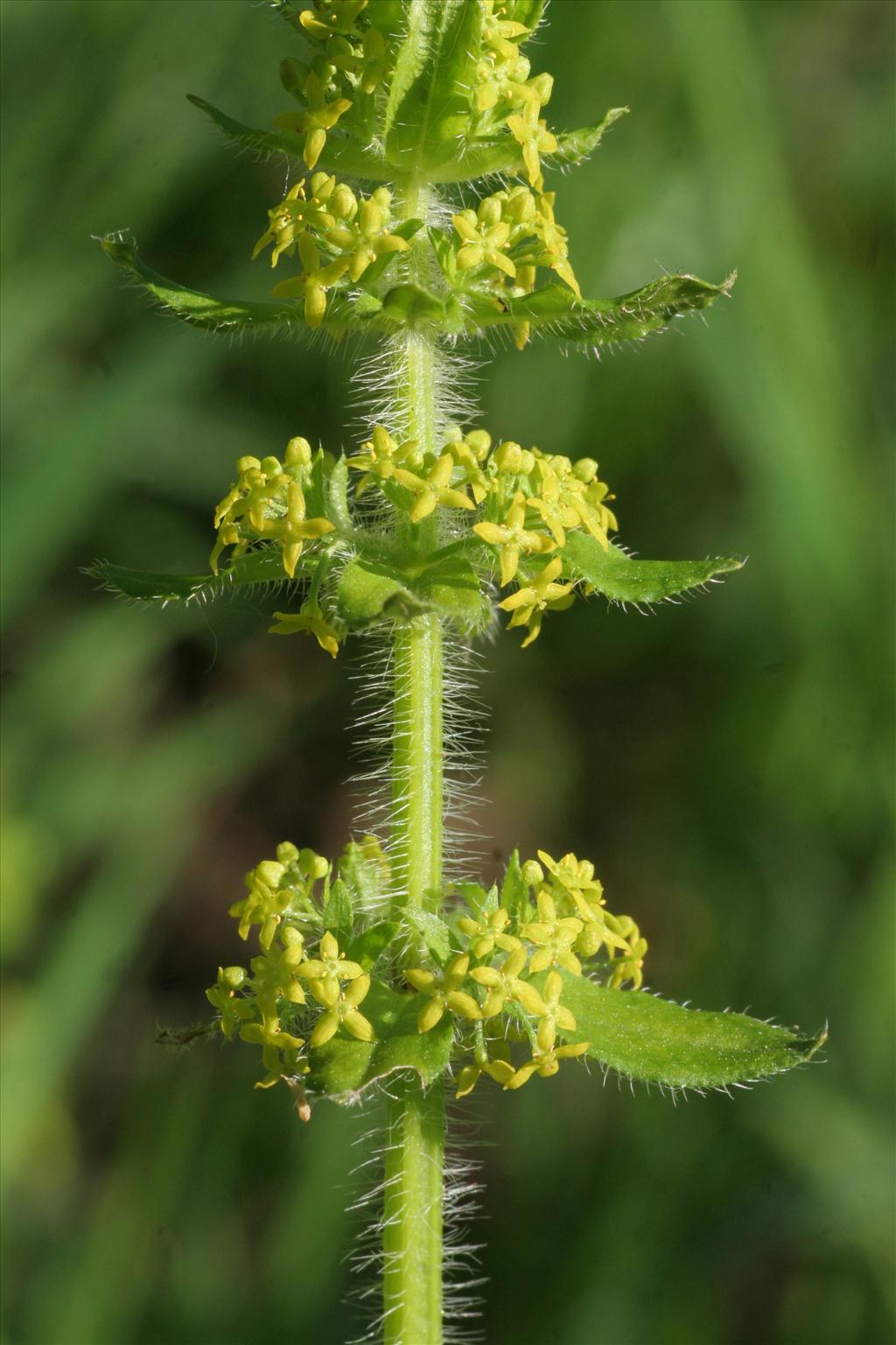 Cruciata laevipes (door Willem Braam)