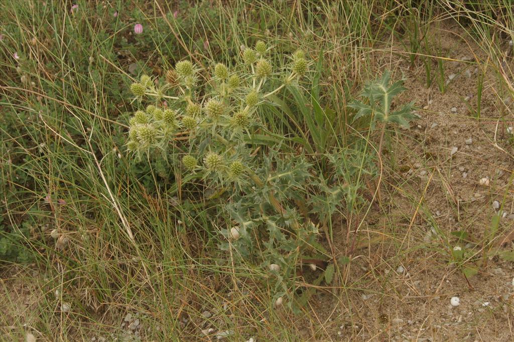 Eryngium campestre (door Willem Braam)