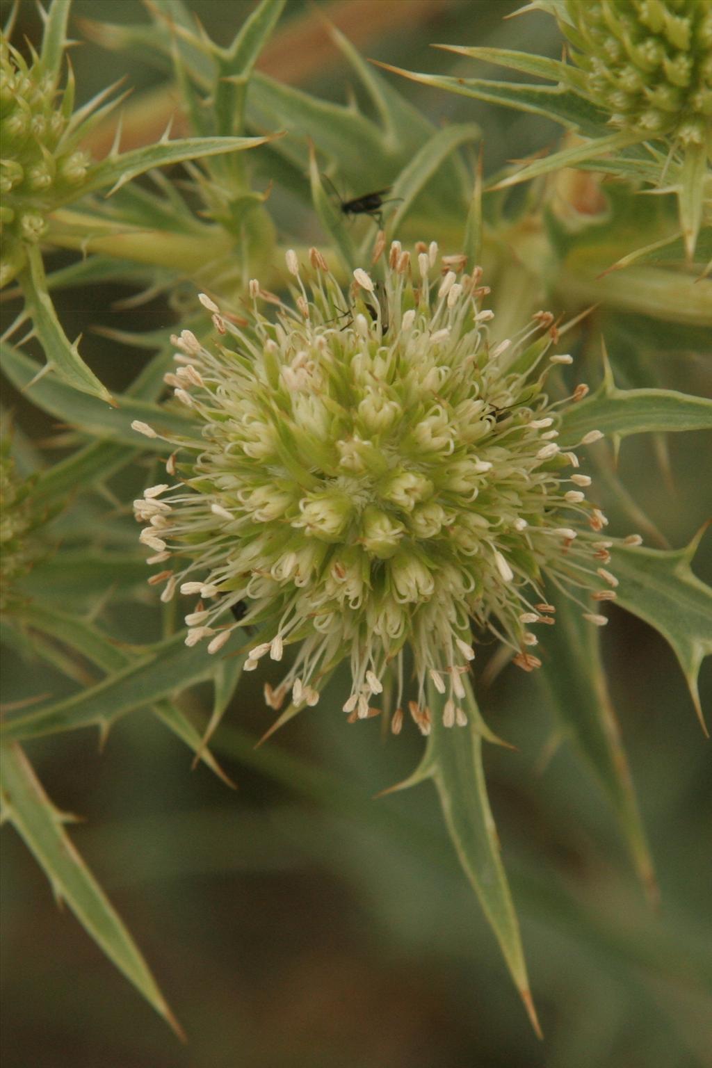 Eryngium campestre (door Willem Braam)