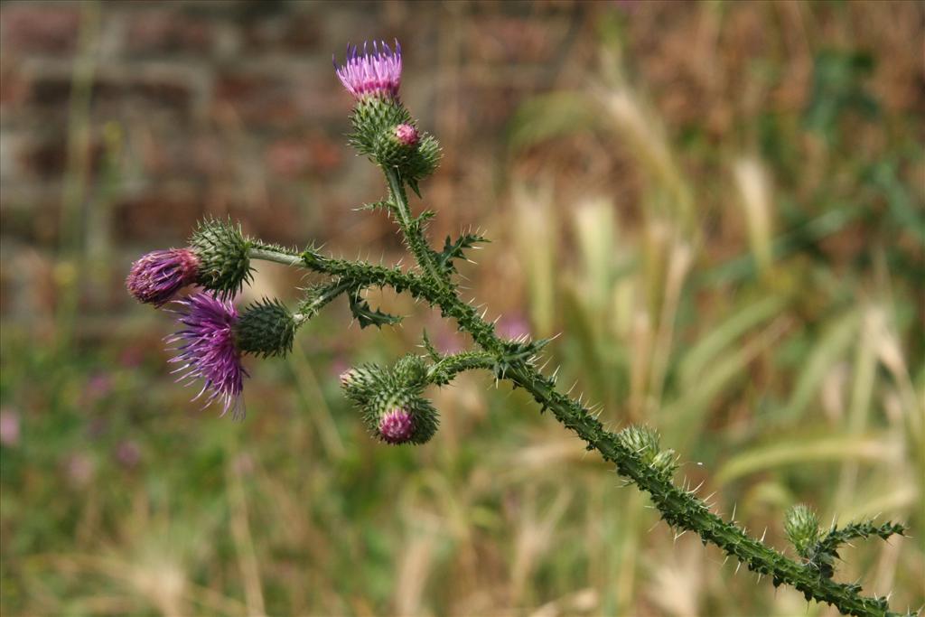 Carduus crispus (door Willem Braam)