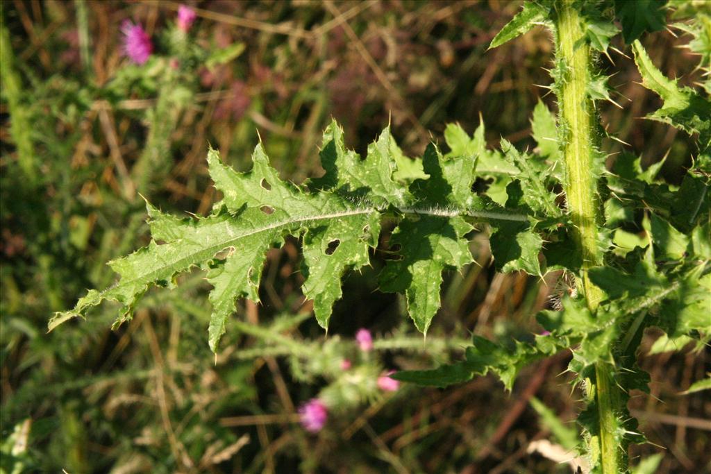 Carduus crispus (door Willem Braam)