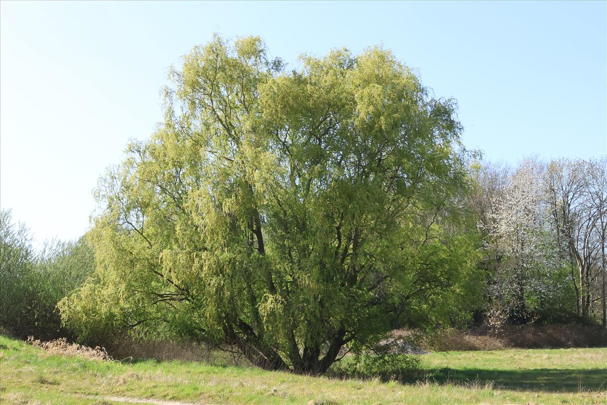 Salix babylonica 'Tortuosa' (door Willem Braam)