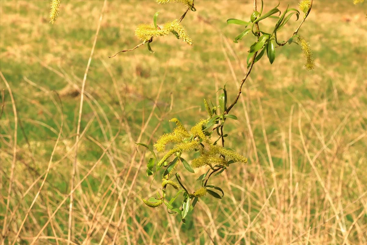 Salix babylonica 'Tortuosa' (door Willem Braam)