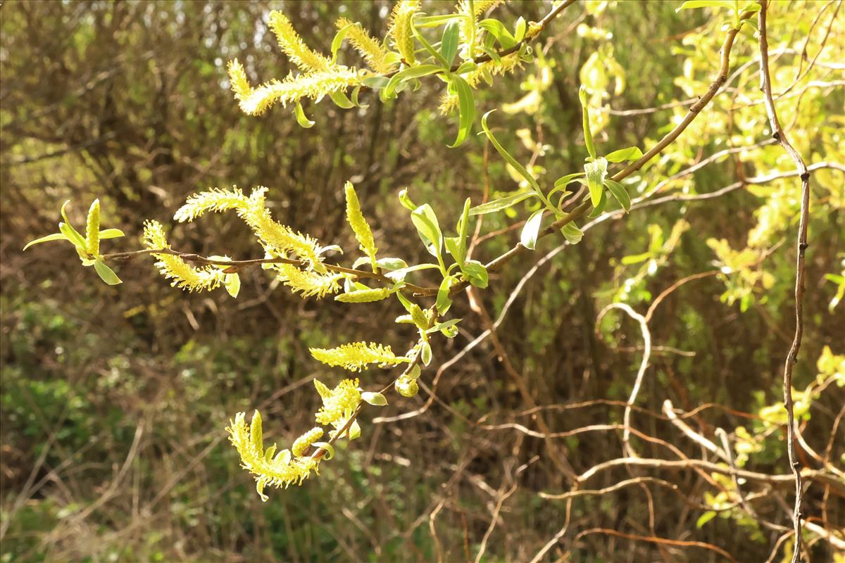 Salix babylonica 'Tortuosa' (door Willem Braam)