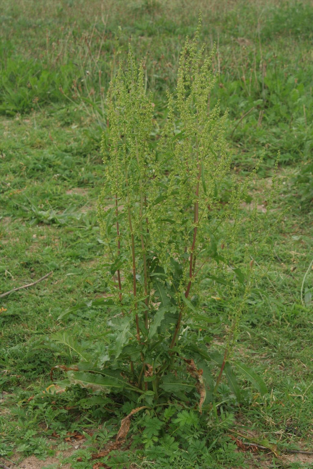 Rumex crispus (door Willem Braam)