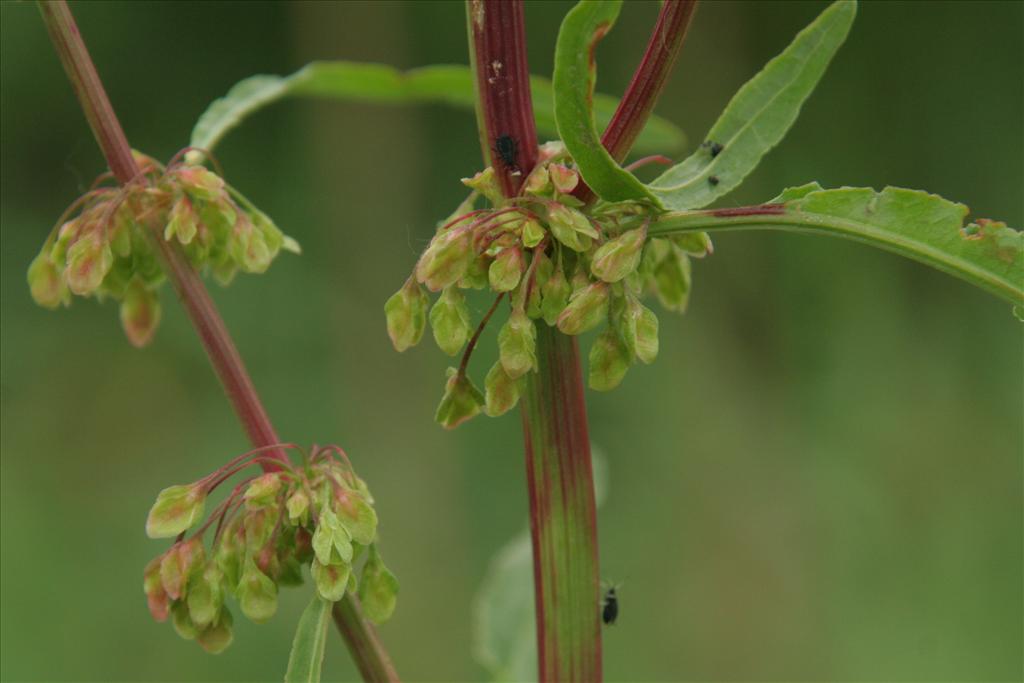 Rumex crispus (door Willem Braam)